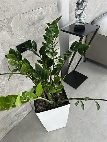 замиокулькас черный: Замиокулькас (Zamioculcas zamiifolia) в высоком современном кашпо - — 3