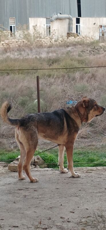 İtlər: Qurdbasar, 2 il, Erkek, Peyvəndli, Ödənişli çatdırılma — 12