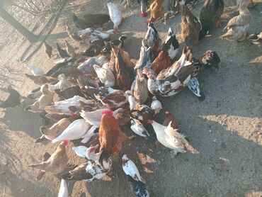 Toyuqlar: Toyuq, Damazlıq — 8