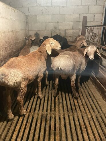 Бараны, овцы: Продаю | Ягненок, Баран (самец) | Полукровка | На забой | Осеменитель, Племенные — 8