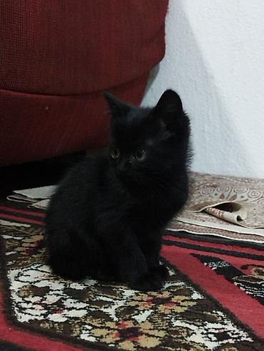 котята отдам в хорошие руки: Котята, домашние, приучены к лотку. Окрас на выбор: дымчато‑серый — 4
