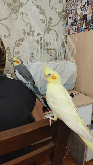 корелла: Nimfa (Cockatiel) tutuquşları - Rənglər: açıq sarı (lutinio), - — 1