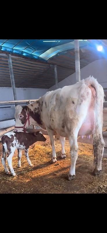 Inəklər, öküzlər: Südlük inək və buzov - Cins: alaca (şəkillərdə qırmızı-alaca rəngli) — 12