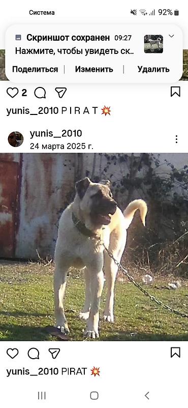 İtlər: Kanqal — 21