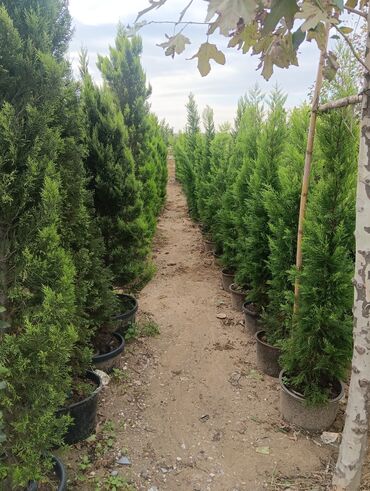 Landşaft işləri: Dekarativ bitgilerin satişi
xan cinar
ekvalit
zeytun — 14