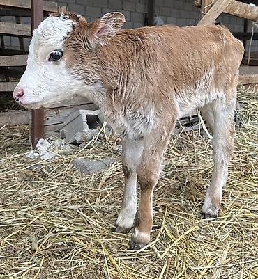 Коровы, быки: Продаю | Тёлка | На откорм — 9