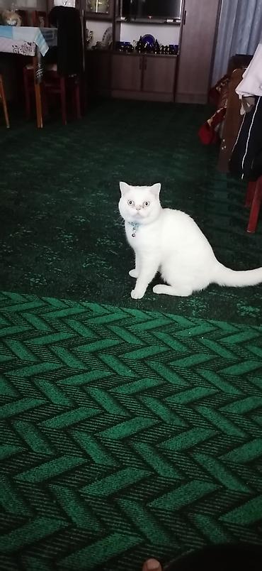 etibarli əllərə pişik: Britan, Erkək, Yaxşı əllərə, Ödənişli çatdırılma — 7