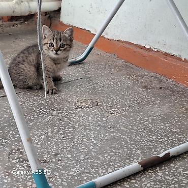 Кошки: 2 месяца, Девочка, Приучена к лотку — 2