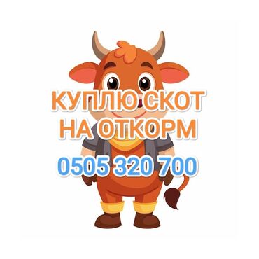 корова молоко литор: Куплю | Коровы, быки, Лошади, кони | На откорм, Откормленные