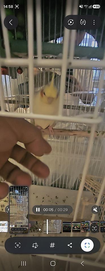 gence quşlar: Növ: Nimfa tutuquşusu (Cockatiel) Rəng: Açıq sarı/krem, yanaqlarda — 3