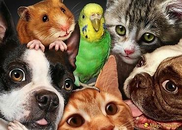 Резюме: 🐾 Присмотрю и погуляю с вашим питомцем! Нужно уйти по делам, учебе — 3