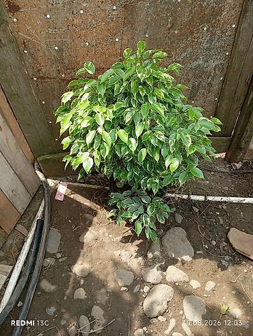 Fikus Benjamina (variegat) – dekorativ həmişəyaşıl bəzək kolları -