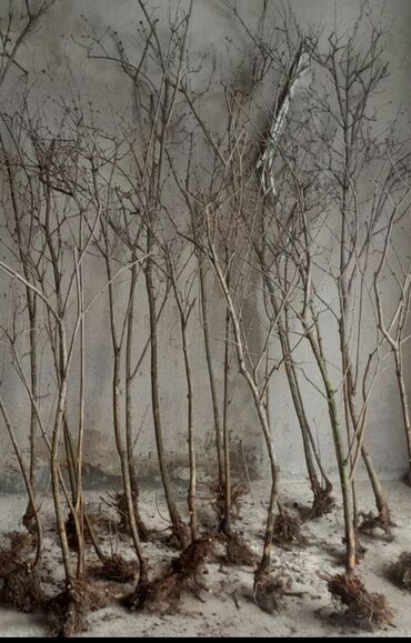 Şitillər: Sarı və qırmızı və qara moruq (çəpər) tingləri5-3-10 Məhsul: - Açıq — 9