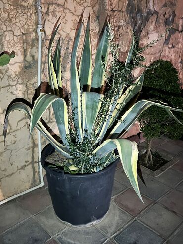heserat yeyen bitki: Zebra Aloe Kaktus 10 illikdir Böyük dibçəkdi bağ evləri üçün