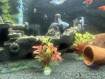 akvarum: Zavod Tetra akvarium. Tam sbor butun alsesuarla birlikdə. Bahalı — 4