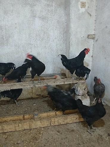 Toyuqlar: Toyuq, Yumurtalıq — 3