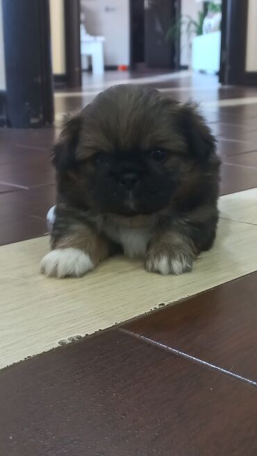 realme 8i: Pekines balası dişi fevralin 8i doğulub 38günlükdür