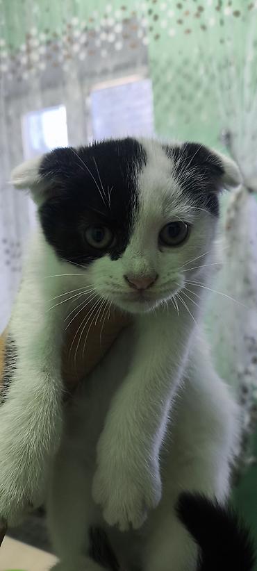 кошка котёнок: Шотландские вислоухие котята (Scottish Fold), окрасы: бело‑чёрный и — 1