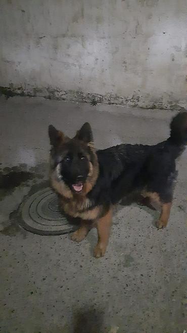 sibirski afcarka: Alman çoban iti, 7 ay, Dişi, Sənədli, Ünvandan götürmə — 5