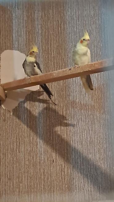 papağan: Məhsul: Nimfa papağanı (Cockatiel)

saglam quslardi — 3