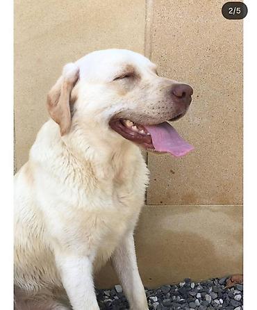 labrador retriever: Retriever, 5 il, Erkək, Cütləşmə üçün — 3