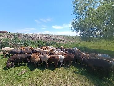 купить львенка живого: Продаю | Овца (самка) | Полукровка | Для разведения | Матка — 1