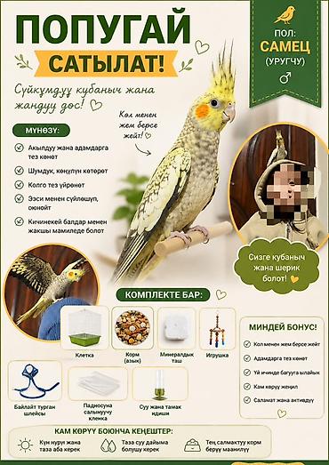 ххх с животними: Корелла (нимфа) — ручной попугай, пол: самец. Характер и навыки: - — 1