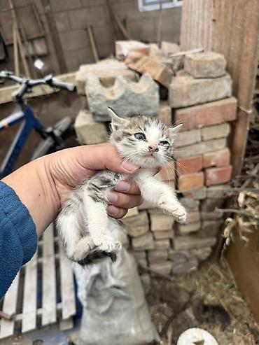 Табылган жана жоголгон мышыктар: Котята, домашние. Окрас: серо-белый (пятнистый) и тигровый (серый — 4