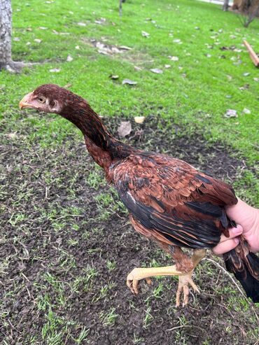 Cücələr: Toyuq cücələri, Damazlıq — 6