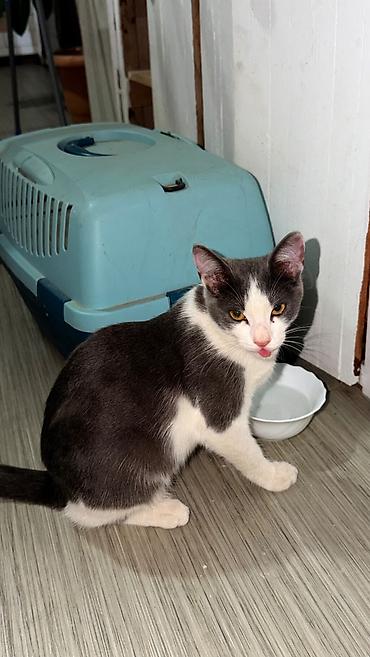 itle barter: 6 ay, Dişi — 2