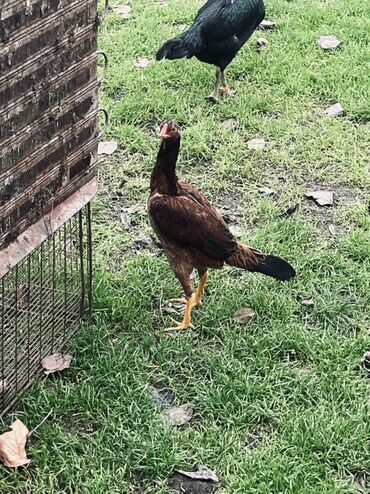 Cücələr: Toyuq cücələri, Damazlıq — 8