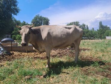коровы животные: Продаю | Корова (самка), Тёлка | Для разведения, Для молока
