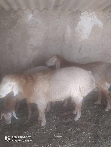 Продам с/х животных: Продаю | Ягненок, Баран (самец) | Для разведения | Племенные — 2