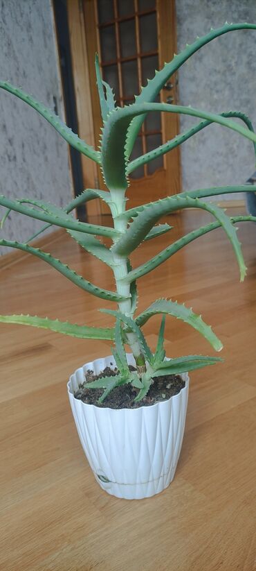 Aloe: Aloe