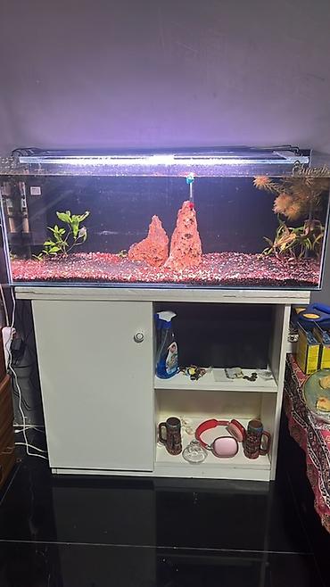 Akvariumlar: 10 uzunu 30 eni 40 hündürlük sadəcə boş akvarium və şkaf verilie — 1
