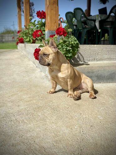 Psi: U ponudi imamo štenad egzotičnih boja, od kvalitetnih roditelja — 10