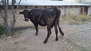 продается кашара: Продаю | Корова (самка) — 4