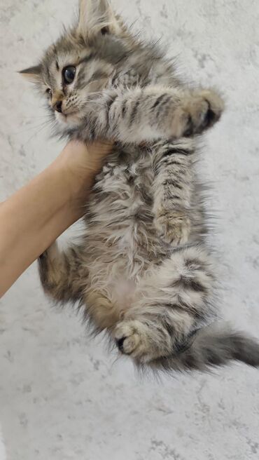 Pişiklər: Britan, Dişi, Yaxşı əllərə, Ödənişli çatdırılma — 3