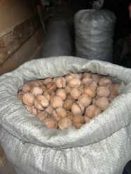 кедровые орехи цена бишкек: Продаю орехи грецкие 3 мешка, в каждом мешке + 30 кг. Все орехи