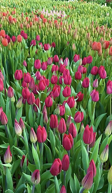 Цветы из бисера: Принимаем предзаказ тюльпанов!!! Успейте заказать!!! До 3 марта 110 — 8