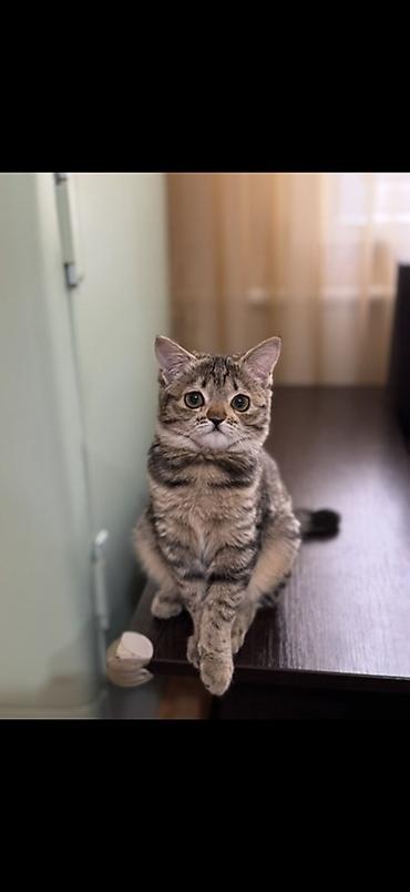 бесплатно кошка: Кошка даром: Беспородная, Девочка, Приучена к лотку — 2