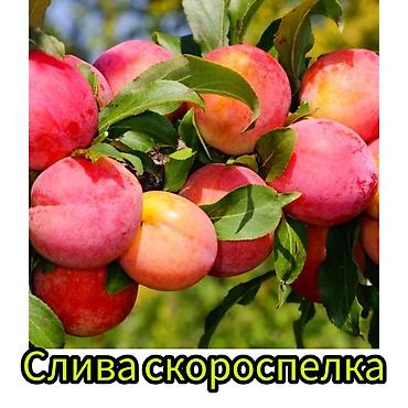 Другие фруктовые и ягодные растения: Саженцы плодовых культур (разные сорта) оптом и в розницу. Успейте — 14