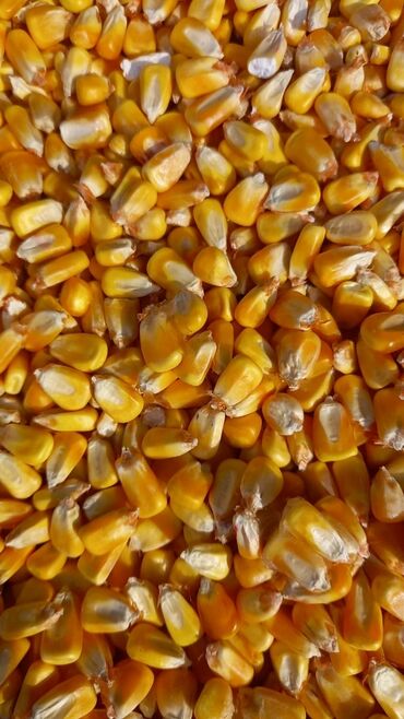 продажа кукуруза: Продаю кукурузу жугору мешоктоп жуктоп берём только чалгыла