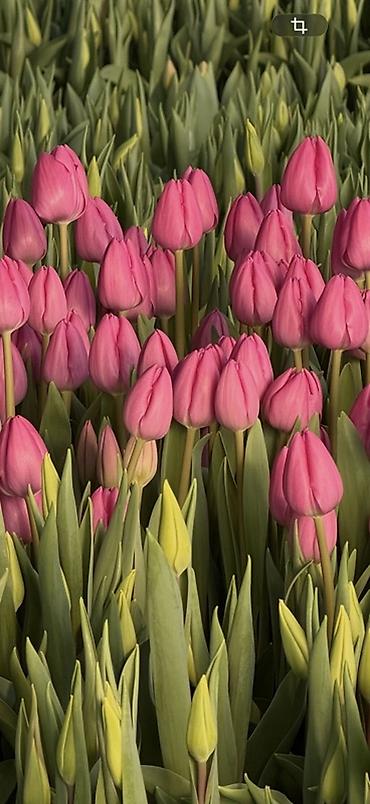 Букеты из живых цветов: Тюльпаны на 8 марта Принимаю корпоративные заказы с оформлением 16 — 2