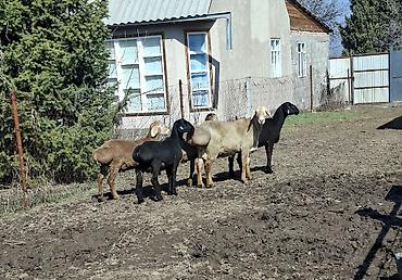 Баран, овца: Продаю | Баран (самец) | Арашан | Для разведения — 2