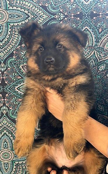 Продажа собак: Немецкая овчарка, 2 месяца, Самка at lalafo.kg — 4 Продажа собак: Немецкая овчарка, 2 месяца, Самка — 4