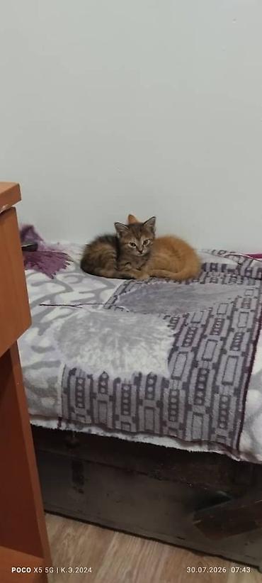 котят даром: Отдам в добрые руки двух котят. - Окрас: один рыжий с полосками — 1