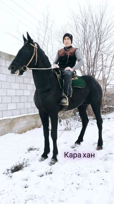 кара балта торпок: Продаю | Кобыла (самка), Конь (самец), Жеребец | Дончак | Рабочий, Конный спорт | Племенные, Осеменитель, Мерин