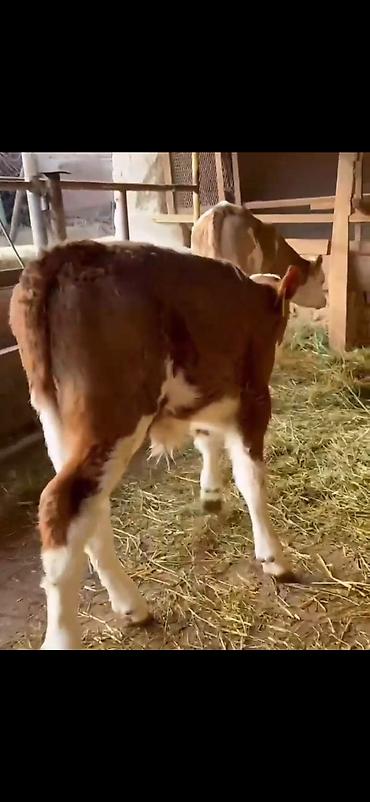 Dana, buzov: Simental tipli buzovlar – ət və süd istiqamətli damazlıq potensialı — 10