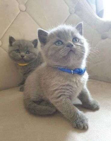 Our cats are family pets and live indoors. they are all vaccinated and